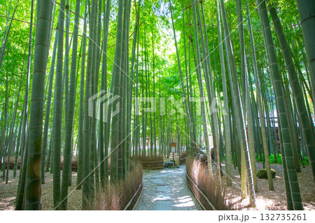 報国寺の竹林 132735261