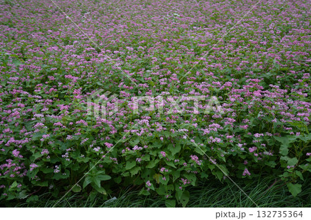 赤そばの花 赤そばの花 132735364
