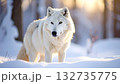 雪の中に立つ白いホッキョクギツネ。柔らかな冬の光に包まれた美しい自然の姿 132735775
