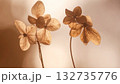 柔らかな光に透けるドライフラワー。儚く優しい色合い 132735776