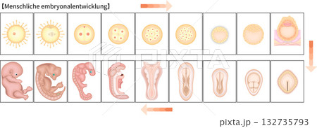 人の発生 イラスト ドイツ語 人の発生 イラスト ドイツ語 132735793