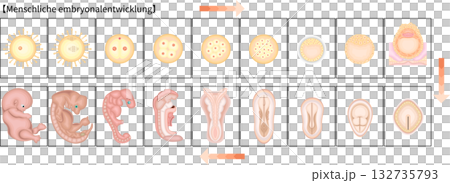 人の発生 イラスト ドイツ語 人の発生 イラスト ドイツ語 132735793