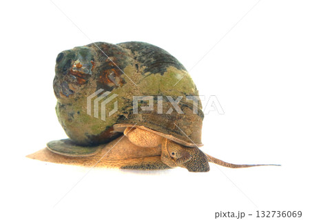 マルタニシ 132736069