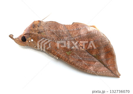 擬死をするアケビコノハ 132736070