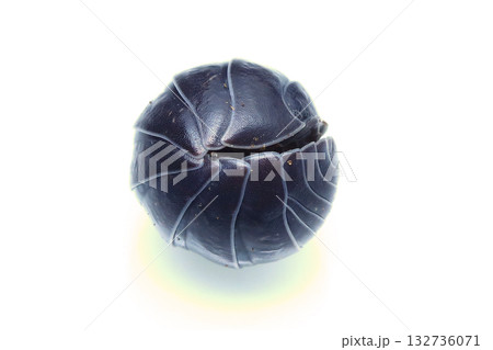 丸まったオカダンゴムシ 132736071