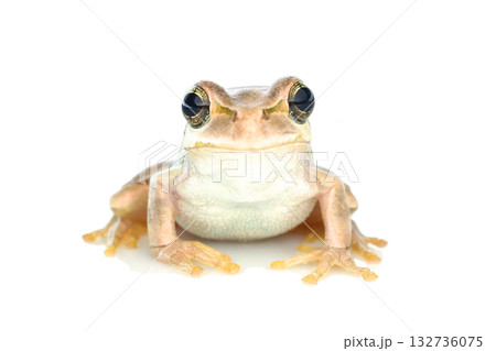 正面からみたニホンアマガエル（茶） 132736075