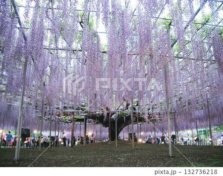 あしかがフラワーパーク（大長藤）（栃木県足利市） 132736218