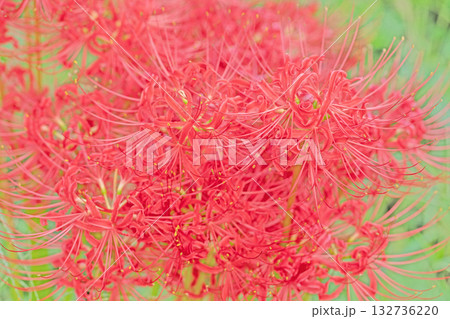 家の周りの草花　四季の色々　燃える様な朱色の花が田んぼの畔や木陰を美しく染めています 132736220