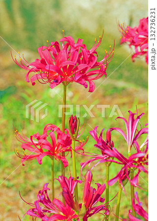 家の周りの草花　四季の色々　燃える様な朱色の花が田んぼの畔や木陰を美しく染めています 132736231