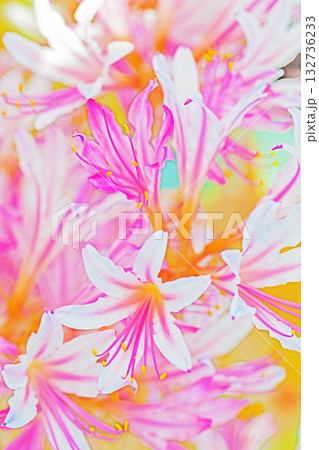 家の周りの草花　四季の色々　燃える様な朱色の花が田んぼの畔や木陰を美しく染めています 132736233