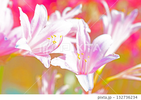 家の周りの草花 四季の色々 燃える様な朱色の花が田んぼの畔や木陰を美しく染めています 家の周りの草花 四季の色々 燃える様な朱色の花が田んぼの畔や木陰を美しく染めています 132736234