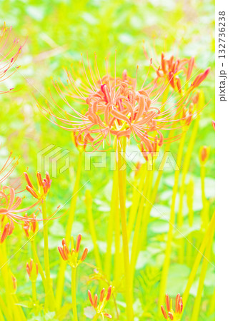 家の周りの草花　四季の色々　燃える様な朱色の花が田んぼの畔や木陰を美しく染めています 132736238