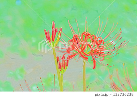 家の周りの草花　四季の色々　燃える様な朱色の花が田んぼの畔や木陰を美しく染めています 132736239