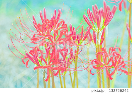 家の周りの草花 四季の色々 燃える様な朱色の花が田んぼの畔や木陰を美しく染めています 家の周りの草花 四季の色々 燃える様な朱色の花が田んぼの畔や木陰を美しく染めています 132736242