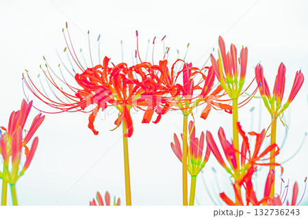 家の周りの草花　四季の色々　燃える様な朱色の花が田んぼの畔や木陰を美しく染めています 132736243