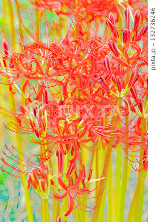 家の周りの草花 四季の色々 燃える様な朱色の花が田んぼの畔や木陰を美しく染めています 家の周りの草花 四季の色々 燃える様な朱色の花が田んぼの畔や木陰を美しく染めています 132736246