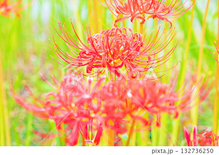 家の周りの草花 四季の色々 燃える様な朱色の花が田んぼの畔や木陰を美しく染めています 家の周りの草花 四季の色々 燃える様な朱色の花が田んぼの畔や木陰を美しく染めています 132736250