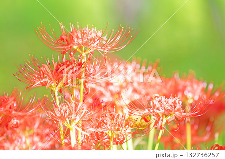 家の周りの草花 四季の色々 燃える様な朱色の花が田んぼの畔や木陰を美しく染めています 家の周りの草花 四季の色々 燃える様な朱色の花が田んぼの畔や木陰を美しく染めています 132736257
