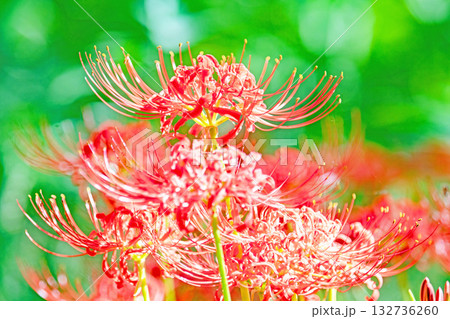 家の周りの草花　四季の色々　燃える様な朱色の花が田んぼの畔や木陰を美しく染めています 132736260
