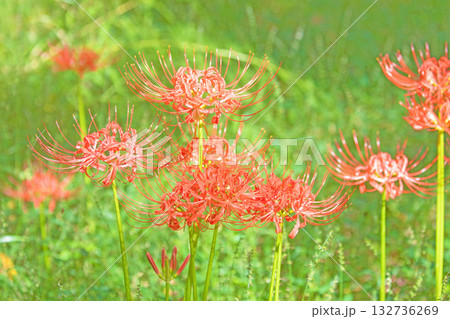家の周りの草花 四季の色々 燃える様な朱色の花が田んぼの畔や木陰を美しく染めています 家の周りの草花 四季の色々 燃える様な朱色の花が田んぼの畔や木陰を美しく染めています 132736269