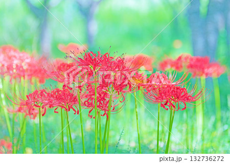 家の周りの草花　四季の色々　燃える様な朱色の花が田んぼの畔や木陰を美しく染めています 132736272