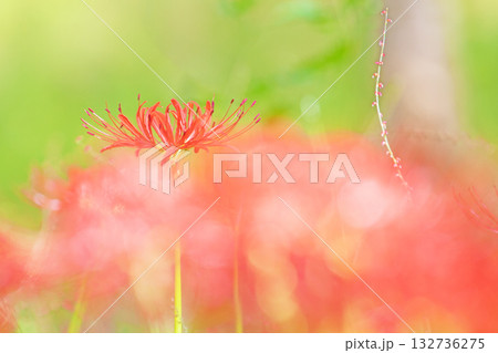 家の周りの草花 四季の色々 燃える様な朱色の花が田んぼの畔や木陰を美しく染めています 家の周りの草花 四季の色々 燃える様な朱色の花が田んぼの畔や木陰を美しく染めています 132736275