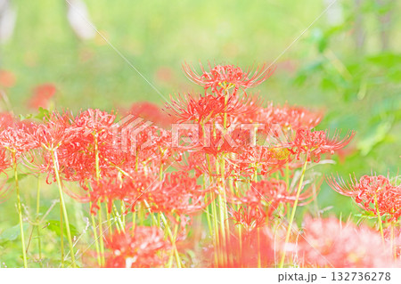 家の周りの草花 四季の色々 燃える様な朱色の花が田んぼの畔や木陰を美しく染めています 家の周りの草花 四季の色々 燃える様な朱色の花が田んぼの畔や木陰を美しく染めています 132736278