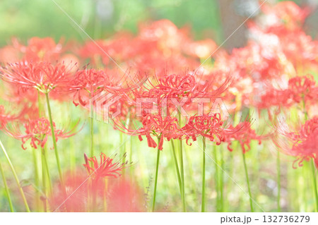 家の周りの草花 四季の色々 燃える様な朱色の花が田んぼの畔や木陰を美しく染めています 家の周りの草花 四季の色々 燃える様な朱色の花が田んぼの畔や木陰を美しく染めています 132736279
