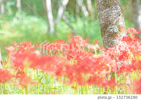 家の周りの草花　四季の色々　燃える様な朱色の花が田んぼの畔や木陰を美しく染めています 132736280