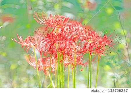 家の周りの草花 四季の色々 燃える様な朱色の花が田んぼの畔や木陰を美しく染めています 家の周りの草花 四季の色々 燃える様な朱色の花が田んぼの畔や木陰を美しく染めています 132736287