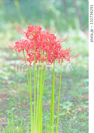 家の周りの草花　四季の色々　燃える様な朱色の花が田んぼの畔や木陰を美しく染めています 132736291