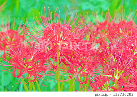 家の周りの草花 四季の色々 燃える様な朱色の花が田んぼの畔や木陰を美しく染めています 家の周りの草花 四季の色々 燃える様な朱色の花が田んぼの畔や木陰を美しく染めています 132736292