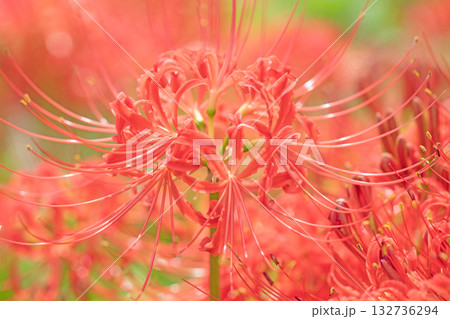 家の周りの草花　四季の色々　燃える様な朱色の花が田んぼの畔や木陰を美しく染めています 132736294