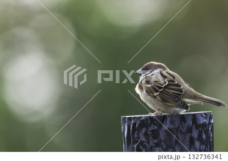 杭に止まって休むスズメ 132736341