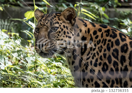 ジヤガーの鋭い眼光 132736355