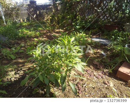 上を向いて実のなる辛い唐辛子鷹の爪 132736399