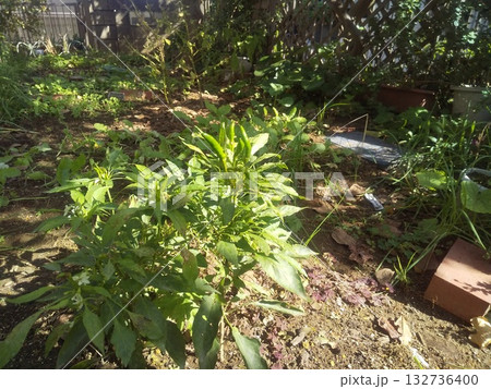 上を向いて実のなる辛い唐辛子鷹の爪 132736400