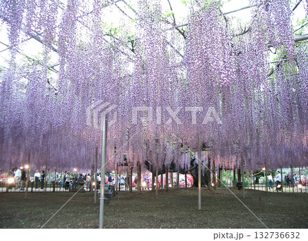 あしかがフラワーパーク(大藤)(栃木県足利市) あしかがフラワーパーク(大藤)(栃木県足利市) 132736632