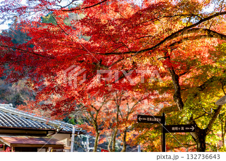 紅葉の岩屋堂公園 132736643