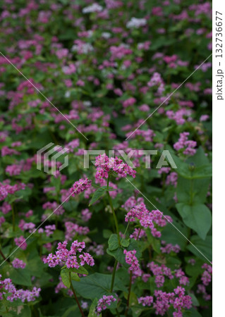 赤蕎麦の花 132736677