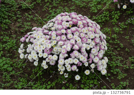 マルチフローラマムの花 マルチフローラマムの花 132736791