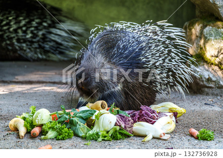 Indian crested Porcupine, Hystrix indica in a german nature park 132736928