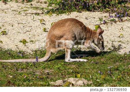 The agile wallaby, Macropus agilis also known as the sandy wallaby The agile wallaby, Macropus agilis also known as the sandy wallaby 132736930