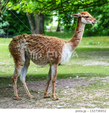 Vicunas, Vicugna Vicugna, relatives of the llama in a German park 132736932