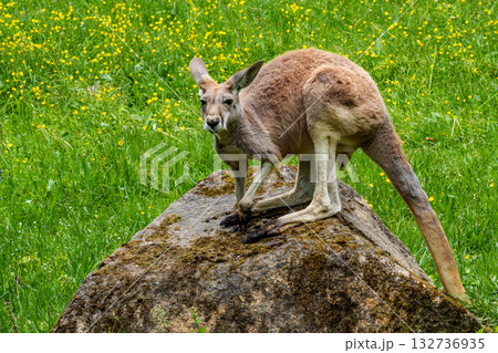 The red kangaroo, Macropus rufus is the largest of all kangaroos and the largest extant marsupial. 132736935