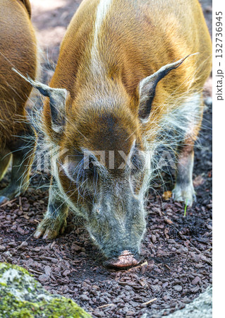 Red river hog, Potamochoerus porcus, also known as the bush pig. 132736945