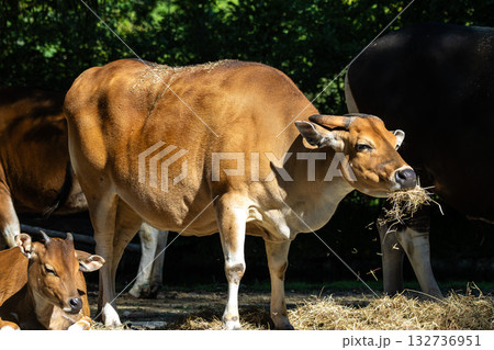 Banteng, Bos javanicus or Red Bull is a type of wild cattle. 132736951