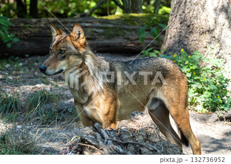 European Grey Wolf, Canis lupus in a german park 132736952