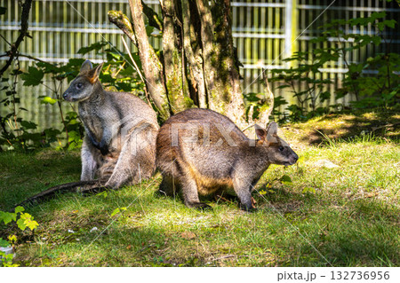 Swamp Wallaby, Wallabia bicolor, is one of the smaller kangaroos 132736956