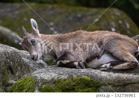 Young baby mountain ibex or capra ibex on a rock 132736961